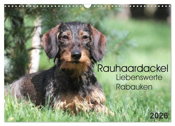 Liebenswerte Rabauken - Rauhaardackel (Wandkalender 2026 DIN A3 quer), CALVENDO Monatskalender