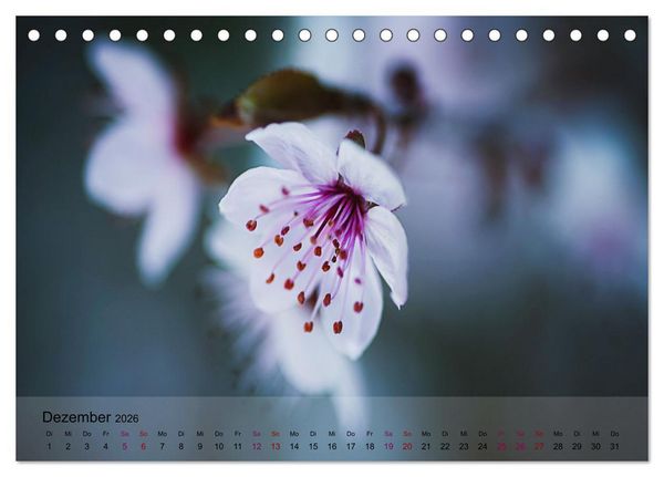 Produktbild: Bl&uuml;tenrausch - Mit Fr&uuml;hlingsgef&uuml;hlen durchs ganze Jahr (Tischkalender 2026 DIN A5 quer), CALVENDO Monatskalender