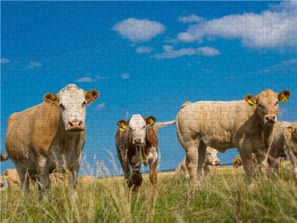 Produktbild: CALVENDO Puzzle Gl&uuml;ckliche K&uuml;he | 1000 Teile Lege-Gr&ouml;&szlig;e 64x48cm Foto-Puzzle f&uuml;r gl&uuml;ckliche Stunden