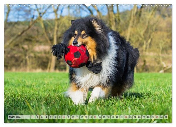 Produktbild: Collie - Das Gl&uuml;ck hat 4 Pfoten (Wandkalender 2026 DIN A2 quer), CALVENDO Monatskalender