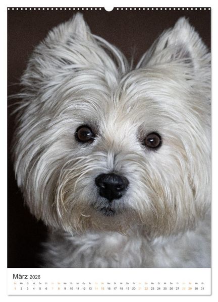 Produktbild: Der Westie - Portrait eines West Highland White Terriers (hochwertiger Premium Wandkalender 2026 DIN A2 hoch), Kunstdruck in Hochglanz