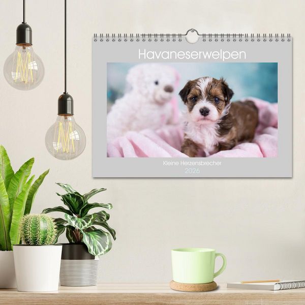 Produktbild: Havaneserwelpen - Kleine Herzensbrecher (Wandkalender 2026 DIN A4 quer), CALVENDO Monatskalender