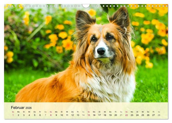 Produktbild: Welsh Corgi. Zauberhafter Dickkopf auf kurzen Beinen (Wandkalender 2026 DIN A3 quer), CALVENDO Monatskalender