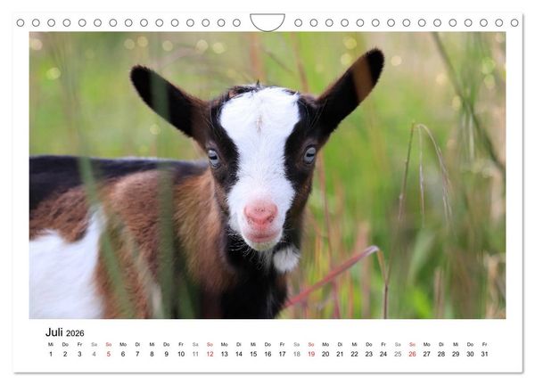 Produktbild: Wer zickt denn da? - Zicklein-Edition (Wandkalender 2026 DIN A4 quer), CALVENDO Monatskalender