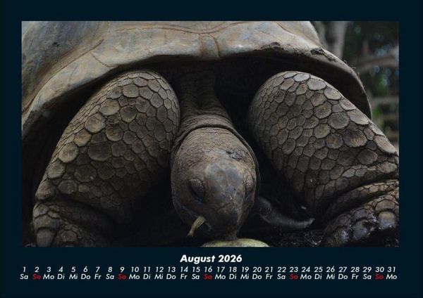 Produktbild: Schildkr&ouml;tenzauber 2026 Fotokalender DIN A4