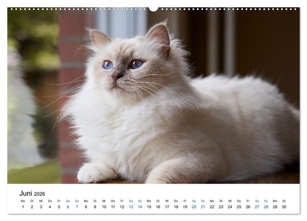 Produktbild: Heilige Birma Katzen mit traumhaft blauen Augen und wei&szlig;en Pf&ouml;tchen (Wandkalender 2026 DIN A2 quer), CALVENDO Monatskalender