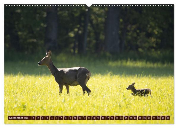 Produktbild: Zauberhafte Wesen - anmutiges Rehwild (hochwertiger Premium Wandkalender 2026 DIN A2 quer), Kunstdruck in Hochglanz