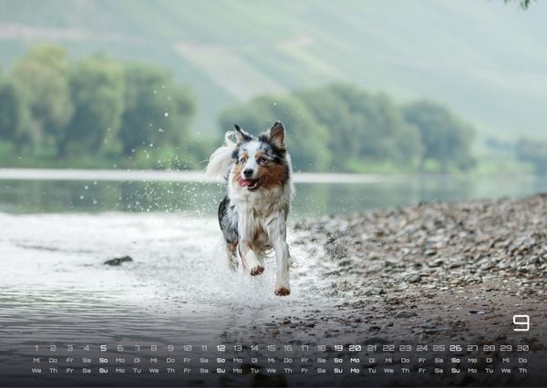 Produktbild: Wuff - Unsere Vierbeiner - Der Hundekalender - 2027 - Kalender DIN A3