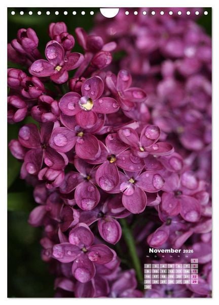 Produktbild: Fliederbl&uuml;te (Wandkalender 2026 DIN A4 hoch), CALVENDO Monatskalender