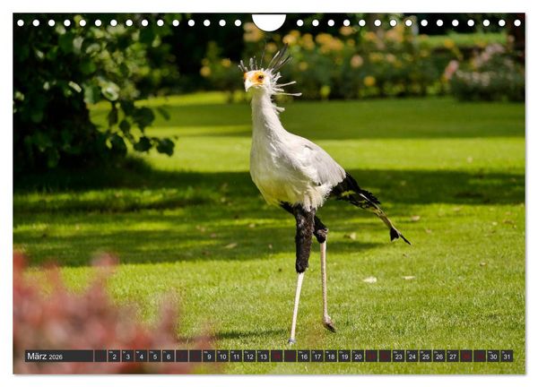 Produktbild: Weltvogelpark Walsrode - Die Vielfalt der Vogelarten (Wandkalender 2026 DIN A4 quer), CALVENDO Monatskalender