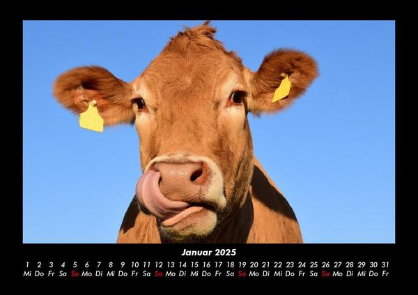 Produktbild: Kuhkalender 2025 Fotokalender DIN A3