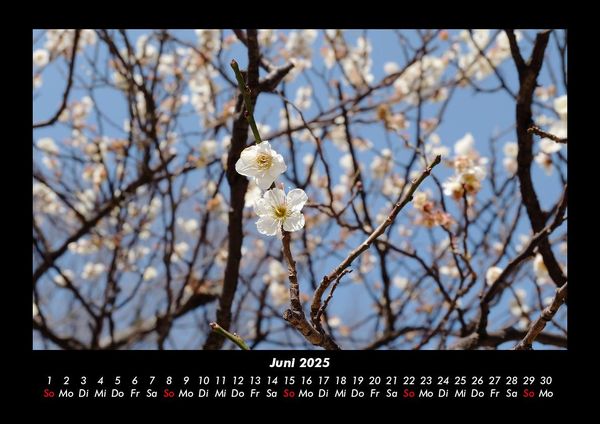 Produktbild: B&auml;ume 2025 Fotokalender DIN A3