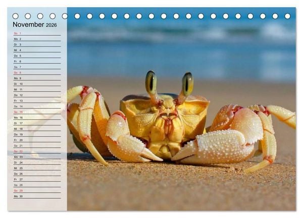 Produktbild: Krabben. Witzige Monster (Tischkalender 2026 DIN A5 quer), CALVENDO Monatskalender