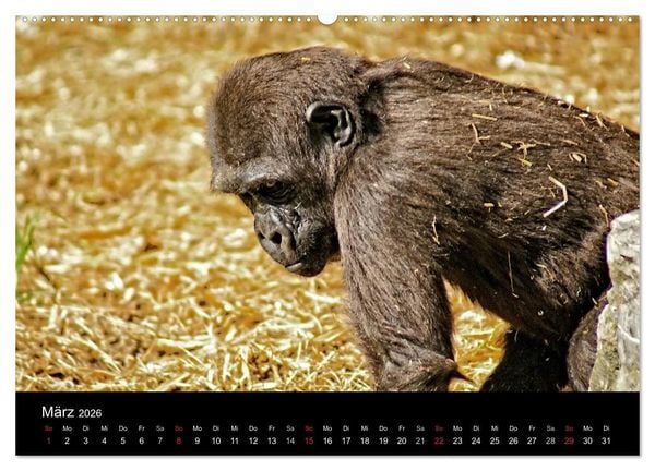 Produktbild: Gorillas - Die sanften Wilden (hochwertiger Premium Wandkalender 2026 DIN A2 quer), Kunstdruck in Hochglanz