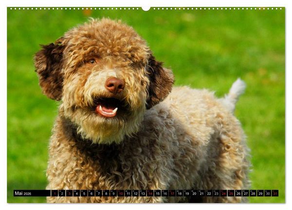 Produktbild: Lagotto Romagnolo - Italienischer Tr&uuml;ffelhund (hochwertiger Premium Wandkalender 2026 DIN A2 quer), Kunstdruck in Hochglanz