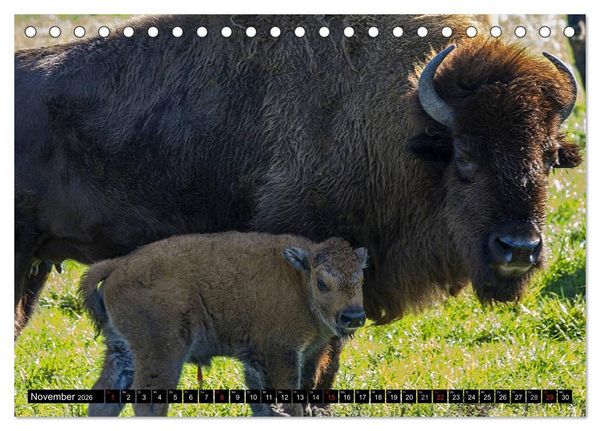 Produktbild: Wisent und Bison (Tischkalender 2026 DIN A5 quer), CALVENDO Monatskalender