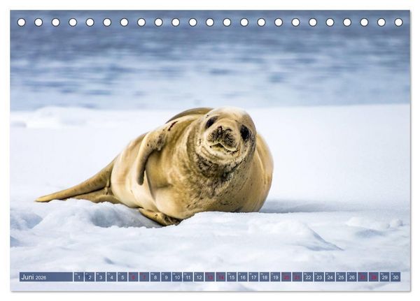 Produktbild: Antarktis Gletscher, Robben, Pinguine (Tischkalender 2026 DIN A5 quer), CALVENDO Monatskalender