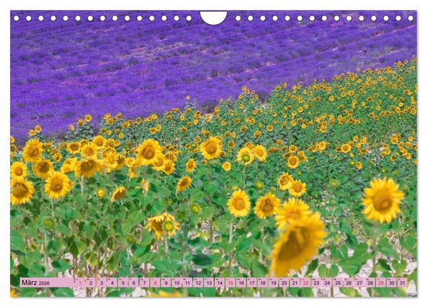 Produktbild: Provence, Lavendelzeit in S&uuml;dfrankreich (Wandkalender 2026 DIN A4 quer), CALVENDO Monatskalender