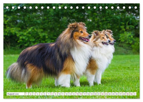 Produktbild: Sheltie - Ein St&uuml;ck vom Gl&uuml;ck (Tischkalender 2026 DIN A5 quer), CALVENDO Monatskalender