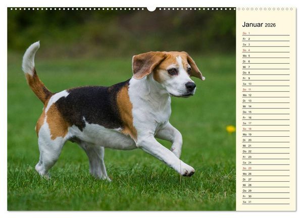 Produktbild: Beagle - Herz auf 4 Pfoten (Wandkalender 2026 DIN A2 quer), CALVENDO Monatskalender