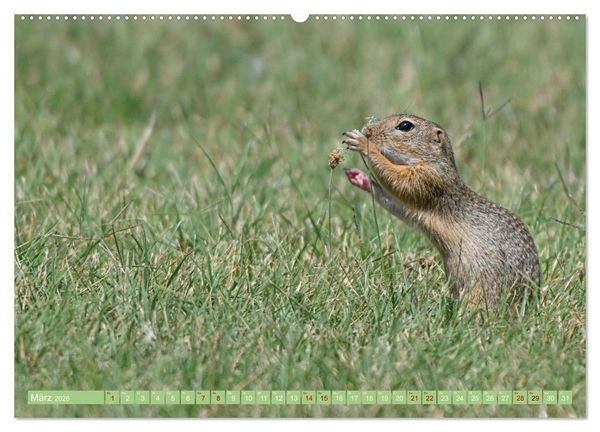 Produktbild: Ziesel im Burgenland (hochwertiger Premium Wandkalender 2026 DIN A2 quer), Kunstdruck in Hochglanz