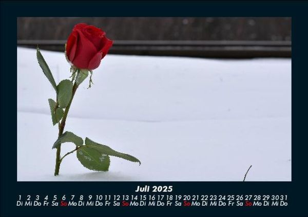 Produktbild: Rosentraum 2025 Fotokalender DIN A5