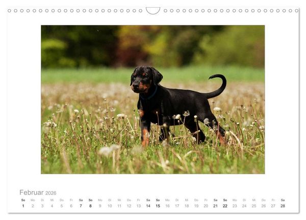Produktbild: Dobermann Welpen (Wandkalender 2026 DIN A3 quer), CALVENDO Monatskalender