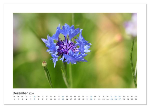 Produktbild: Kornblumen - Blaue Sch&ouml;nheiten (Tischkalender 2026 DIN A5 quer), CALVENDO Monatskalender