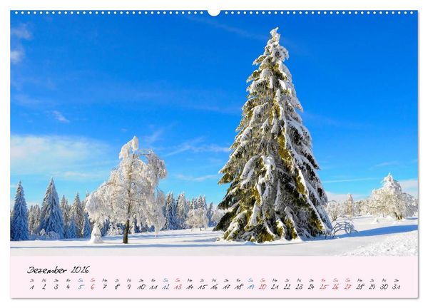 Produktbild: Wald und Baum 2026 (hochwertiger Premium Wandkalender 2026 DIN A2 quer), Kunstdruck in Hochglanz