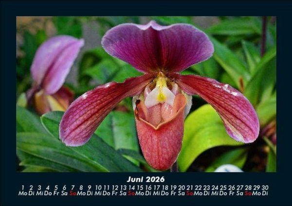 Produktbild: Blumentr&auml;ume 2026 Fotokalender DIN A5