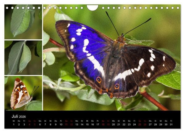 Produktbild: Schmetterlinge - Wunder der Verwandlung (Wandkalender 2026 DIN A4 quer), CALVENDO Monatskalender