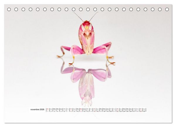 Produktbild: La Mante Orchid&eacute;e (Calendrier de bureau 2026 DIN A5 vertical), CALVENDO calendrier mensuel