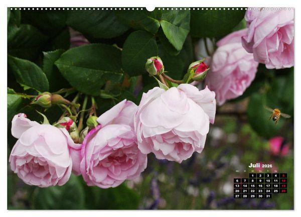 Produktbild: Magie der Rosen (hochwertiger Premium Wandkalender 2026 DIN A2 quer), Kunstdruck in Hochglanz