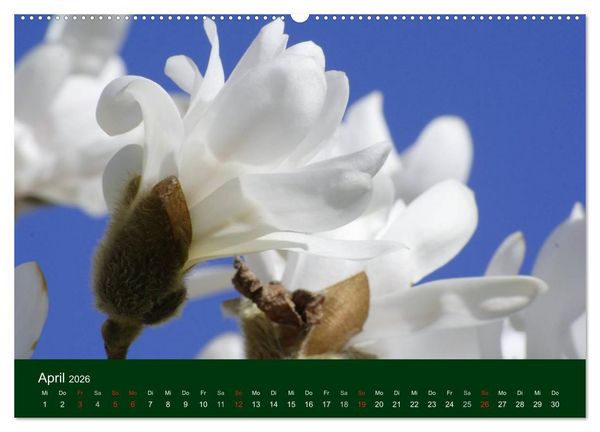 Produktbild: Blumen und Bl&uuml;ten (hochwertiger Premium Wandkalender 2026 DIN A2 quer), Kunstdruck in Hochglanz