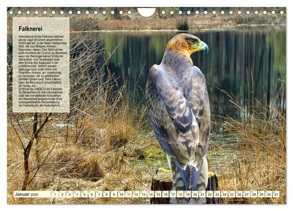 Produktbild: Kulturerbe Falknerei (Wandkalender 2026 DIN A4 quer), CALVENDO Monatskalender