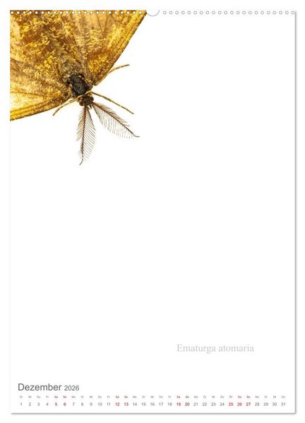 Produktbild: Falter - Kunst (Wandkalender 2026 DIN A2 hoch), CALVENDO Monatskalender