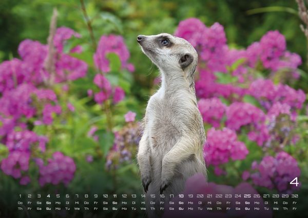 Produktbild: Erdm&auml;nnchen &ndash; Kleine W&auml;chter, gro&szlig;e Abenteuer! - 2027 - Kalender DIN A2
