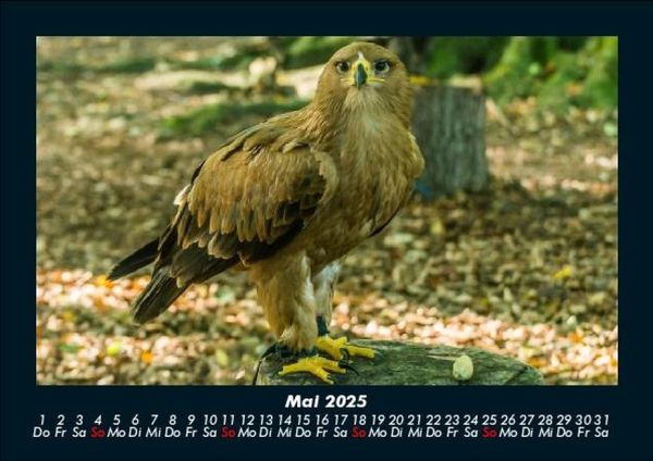 Produktbild: Adler 2025 Fotokalender DIN A5