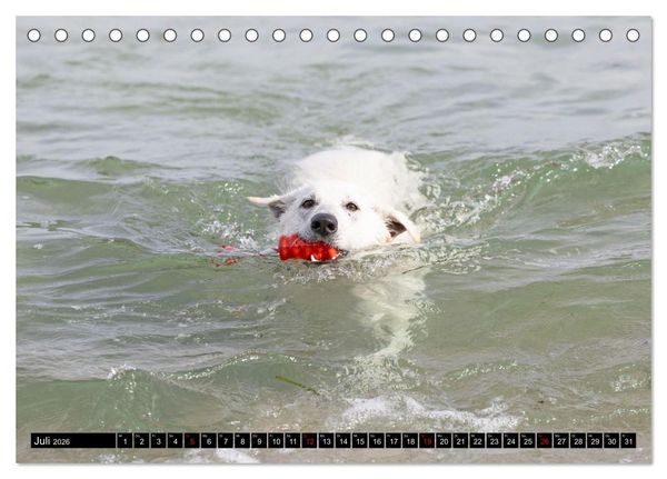 Produktbild: Berger Blanc Suisse - Weggef&auml;hrten auf 4 Pfoten (Tischkalender 2026 DIN A5 quer), CALVENDO Monatskalender