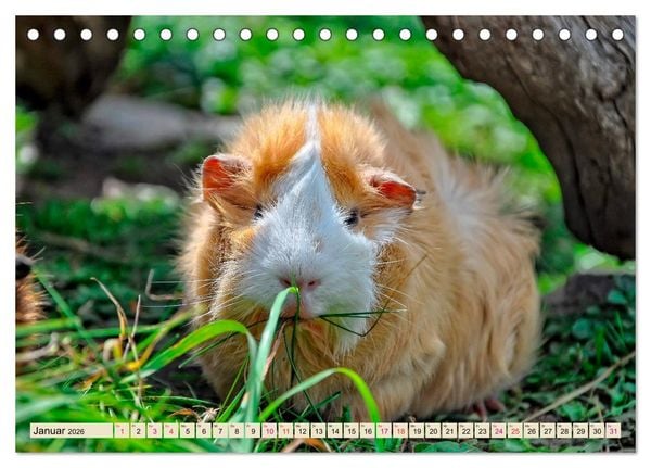 Produktbild: Meerschweinchen - so s&uuml;&szlig; (Tischkalender 2026 DIN A5 quer), CALVENDO Monatskalender