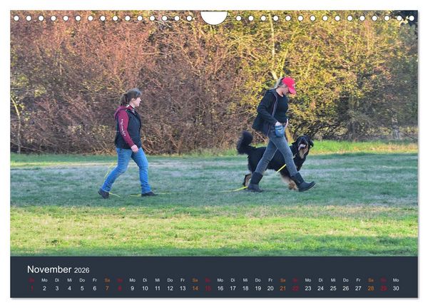Produktbild: Ein Hovawart, ein Wachhund (Wandkalender 2026 DIN A4 quer), CALVENDO Monatskalender