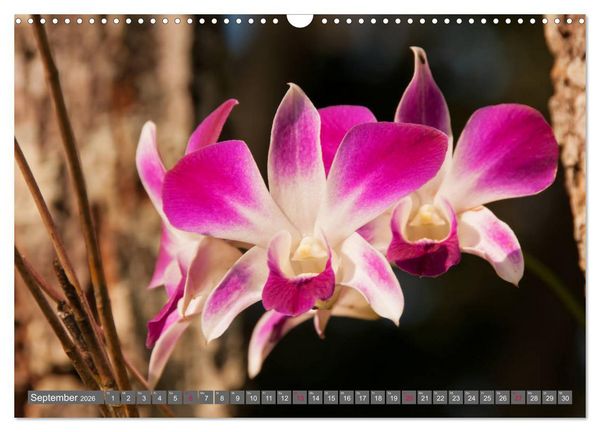 Produktbild: Blumenpracht der Welt (Wandkalender 2026 DIN A3 quer), CALVENDO Monatskalender