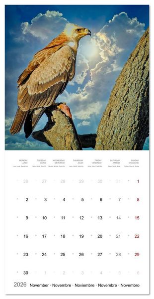 Produktbild: Eagles in Africa (Wall Calendar 2026 12 &times; 12 Inch) CALVENDO 12 Month Wall Calendar