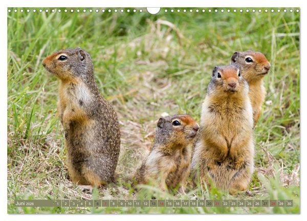 Produktbild: B&auml;r, Wolf und Co - Tiere Nordamerikas (Wandkalender 2026 DIN A3 quer), CALVENDO Monatskalender