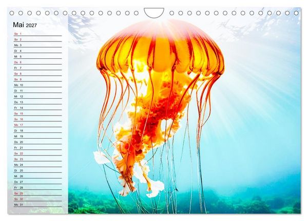 Produktbild: Quallen - Faszinierende Urzeitwesen der Meere (Wandkalender 2027 DIN A4 quer), CALVENDO Monatskalender