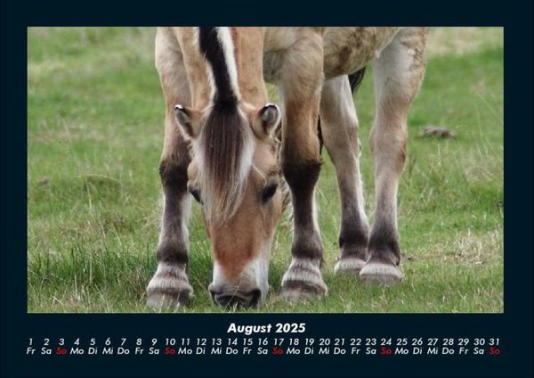 Produktbild: Pferde Kalender 2025 Fotokalender DIN A4