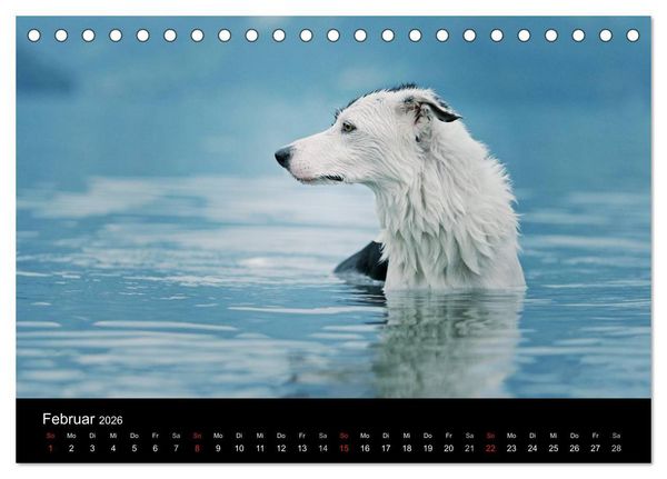 Produktbild: Der Bordercollie-Kalender (Tischkalender 2026 DIN A5 quer), CALVENDO Monatskalender