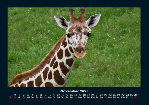 Produktbild: Giraffen 2025 Fotokalender DIN A4