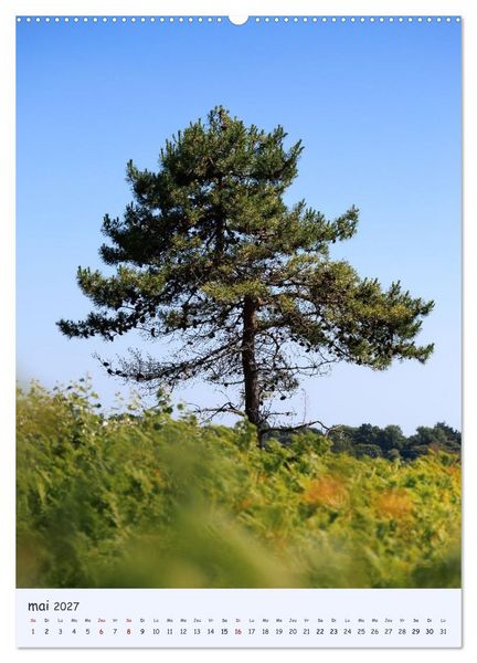 Produktbild: Arbres solitaires (Calendrier mural 2027 DIN A2 horizontal), CALVENDO calendrier mensuel