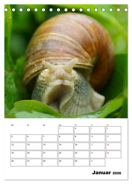 Produktbild: Die geheimnisvolle Welt der Schnecken (Tischkalender 2026 DIN A5 hoch), CALVENDO Monatskalender